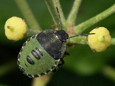 Palomena prasina Green Shieldbug