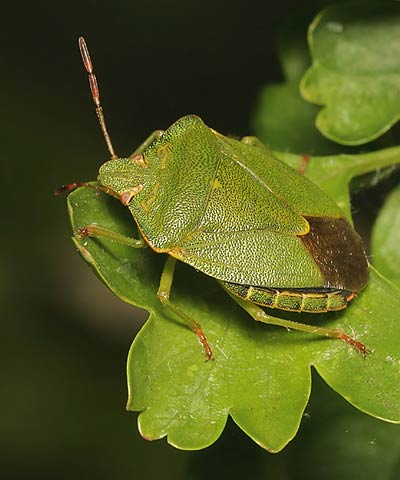 Palomena prasina Green Shieldbug