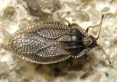 Acalypta parvula