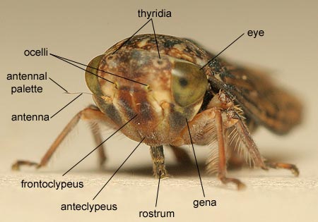 Homoptera: Cicadellidae (Leafhopper)