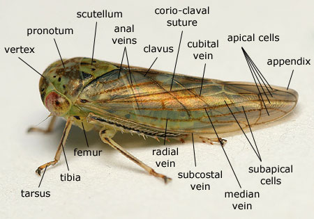 Homoptera: Cicadellidae (Leafhopper)