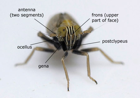 Homoptera: Delphacidae (Planthopper)