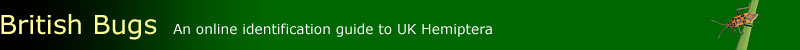British Bugs