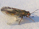 Arytaina genistae