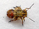 Arytaina genistae