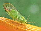 Baopelma foersteri