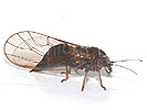 Cacopsylla affinis