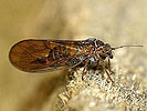 Cacopsylla brunneipennis