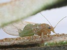 Cacopsylla hippophaes