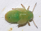 Cacopsylla mali