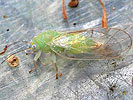 Cacopsylla sorbi