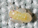 Cacopsylla sorbi
