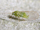 Cacopsylla mali