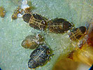 Ctenarytaina eucalyptii