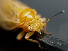 Chamaepsylla hartigi