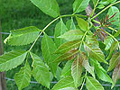 Psyllopsis fraxini