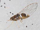 Lauritrioza alacris