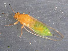 Trioza apicalis
