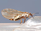 Trioza urticae