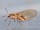 Trioza urticae