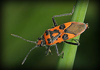 Enter Heteroptera Gallery