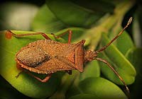 Enter Heteroptera Gallery