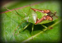 Enter Heteroptera Gallery
