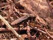 Alydus calcaratus