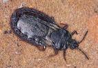 Aneurus avenius