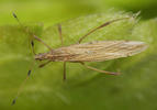 Berytinus minor