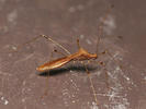 Metatropis rufescens