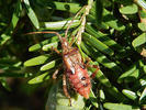 Leptoglossus occidentalis