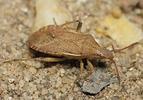 Ceraleptus lividus