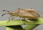 Ceraleptus lividus