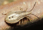 Ceraleptus lividus
