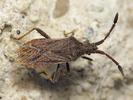 Coriomeris denticulatus