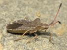 Enoplops scapha