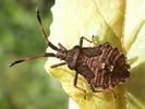 Enoplops scapha nymph