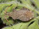 Enoplops scapha