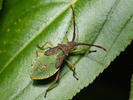 Gonocerus acuteangulatus nymph