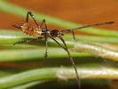 Leptoglossus occidentalis