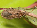 Spathocera dalmanni