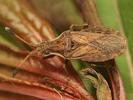 Spathocera dalmanni