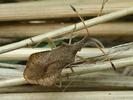 Syromastus rhombeus