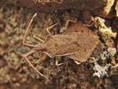 Syromastus rhombeus