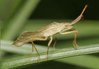 Syromastus rhombeus