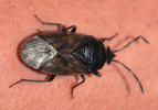 Drymus sylvaticus