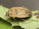 Emblethis griseus