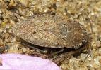 Emblethis griseus