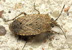 Emblethis griseus